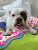 Dirty Dog Beauty Club Pillow